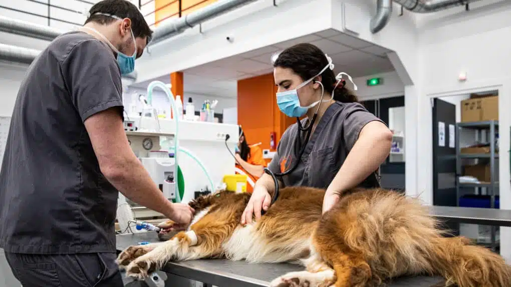 Comment fonctionnent les urgences vétérinaires dans votre ville